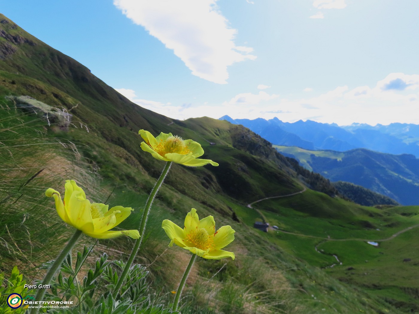 11 Pulsatilla alpina apiifolia - Pulsatilla sulfurea .JPG
